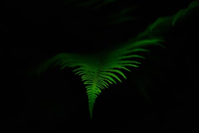 暗室绿叶植物